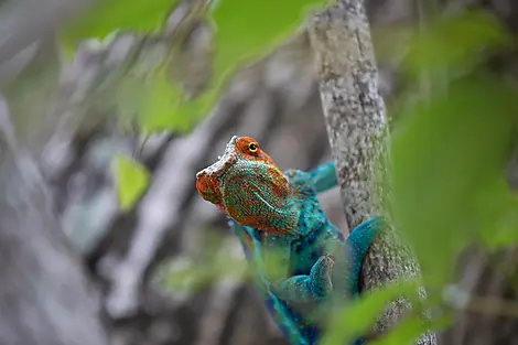 Madagaskar und die Seychellen: Naturschätze des Indischen Ozeans – mit Smithsonian Journeys-EC080323_MADAGASCAR-NOSYKOMBA©Margot SIB-483(1).jpg