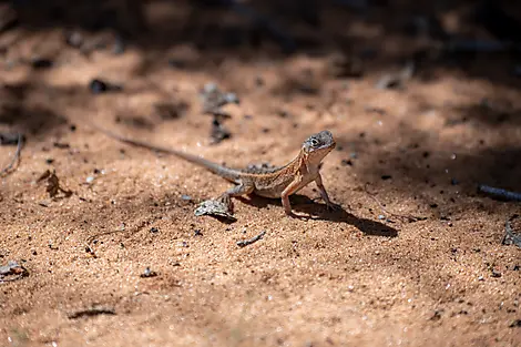 Madagaskar und die Seychellen: Naturschätze des Indischen Ozeans – mit Smithsonian Journeys-No-2358_CR09_EG100323_Mah-MauriceеStudioPONANT_AlexandreHerbrecht.jpg