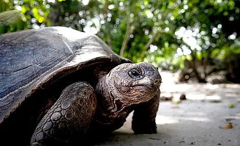 Madagascar and Seychelles: Natural Treasures of the Indian Ocean – with Smithsonian Journeys-G030120_Curieuse_Seychelles@StudioPONANT_Servane Roy Berton-9.jpg