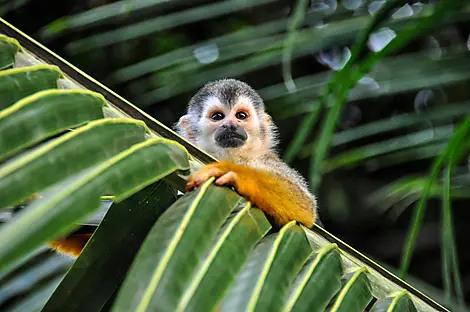 Panama and Costa Rica by Sea: The Natural Wonders of Central America – with Smithsonian Journeys-iStock-487446543.jpg