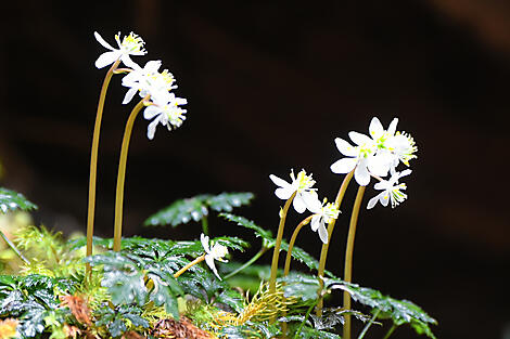 Subtropische Inseln und das ursprüngliche Japan-No-664_A190317_Yakushima©StudioPONANT-Nathalie Michel.JPG