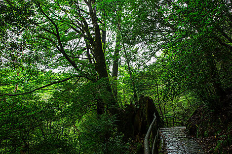 Îles subtropicales et Japon ancestral-N_0200_A080618_Yakushima©StudioPonant-Morgane Monneret.jpg