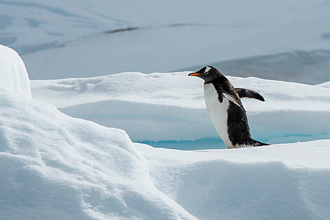 Journey to Austral Lands and Valdes Peninsula-No-2153_©StudioPonant_Olivier BLAUD.jpg