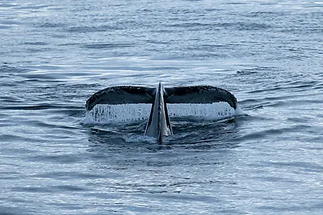 Abenteuer durch das Südpolarmeer bis zur Halbinsel Valdés -No-2192_©StudioPonant_Olivier BLAUD.jpg