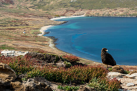 Abenteuer von der Halbinsel Valdés bis ins Südpolarmeer-92_S201218_New-Island_Rapace©StudioPONANT-Olivier-Blaud.jpg