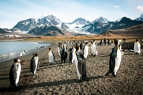 Antarktis, Falklandinseln & Südgeorgien -JU-7876_O140322_Ushuaia-Ushuai_The-Weddell-Sea©PONANT-Julien Fabro.JPEG