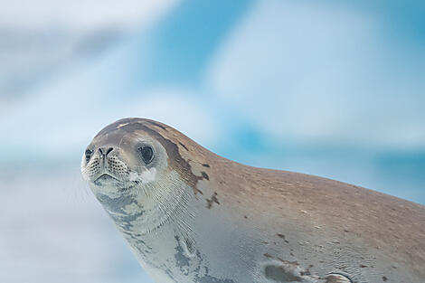 L’Antarctique emblématique-No-2395_B060220_Ushuaia-Ushuaia©StudioPONANT-Laurence FISCHER.jpg