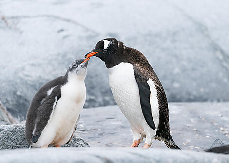 L’Antarctique emblématique -No-2512_A180220-Ushuaia-Ushuaia©StudioPONANT-JulieLacombe.jpg