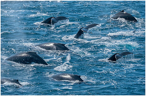 Emblematic Antarctica-241_071222_Humpback_Whales_Drake_Passage_©PONANT-Photo-Ambassador-Ian Dawson_.JPEG