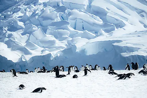 L’Antarctique emblématique -N°351_ LY071123_Antartic-Peninsula_NekoHarbor_Gentoo©PONANT-Natascha Klein.JPEG