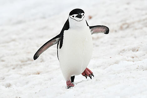 Emblematic Antarctica-N°2612_B241119_Ushuaia-Ushuaia©StudioPonant_Morgane Monneret.jpg