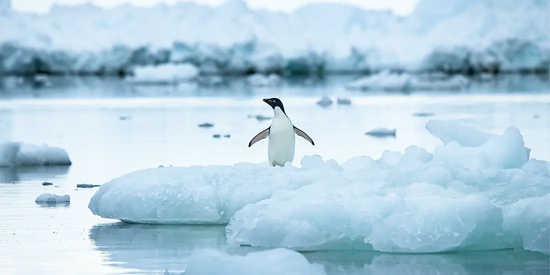 Emblematic Antarctica