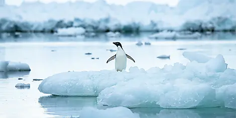 L’Antarctique emblématique