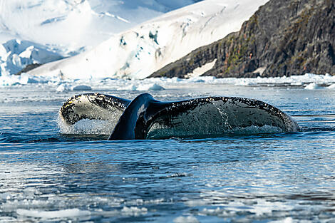 Emblematic Antarctica-No-2528_S190220_PARADISE©StudioPONANT-OlivierBlaud.jpg