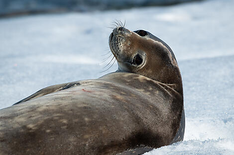 L’Antarctique emblématique -No-4464_S091219_ushuaia-ushuaia©StudioPonant-OlivierBlaud.jpg