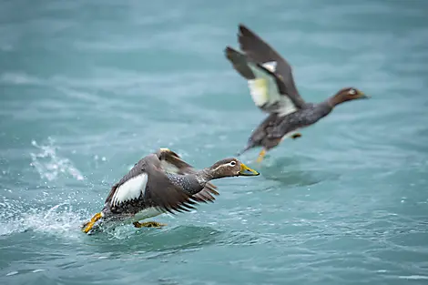 Highlights der chilenischen Fjorde-No-2154_©StudioPonant-OlivierBlaud.jpg