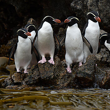 Expedition to New Zealand’s Subantarctic Islands -No-242.jpg