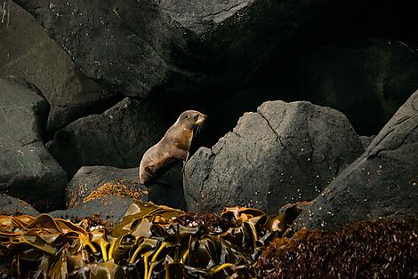 Expedition to New Zealand’s Subantarctic Islands -No-2182_S281222-Dunedin-Dunedin©StudioPONANT-CoupezMargaux.jpg