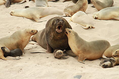 Neuseelands wilde subantarktische Inseln-Enderby Island - © Mick Fogg (11).JPG