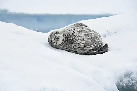 Expedition Rossmeer - auf Scotts & Shackletons Spuren-WeddellSeal-Franklin-IslandStudioPONANT_Leslie-Levadoux.jpg