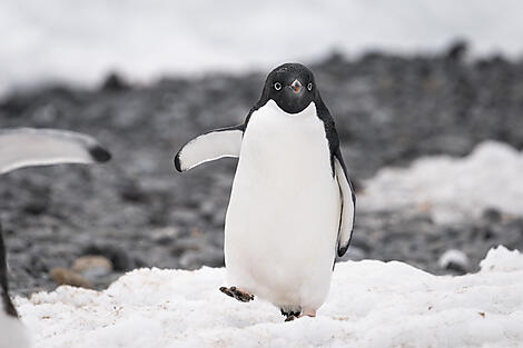 Scott & Shackleton’s Antarctic  - Ross Sea Expedition-N°0083_CC120323_Ushuaia-Montevideo©StudioPONANT_Morgane Monneret.jpg