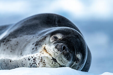 L’Antarctique emblématique -No-2338_Y210122_Ushuaia-Ushuaia©StudioPONANT-Laurence-Fischer.jpg