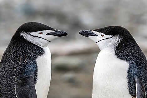 Emblematic Antarctica-No-2023_A040122_Ushuaia-Ushuaia©StudioPONANT-Laurence-Fischer.jpg