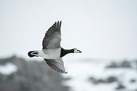 Polar Nights: From the North Cape to Spitsbergen-No-2065_CR17_A240622_Boltodden©StudioPONANT-Glenn Le Bras.jpg