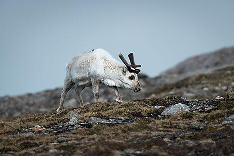 Spitzbergens Fjorde und Gletscher -No2629_CR14_A150502-Ny-London©StudioPONANT-GlennLeBras.jpg