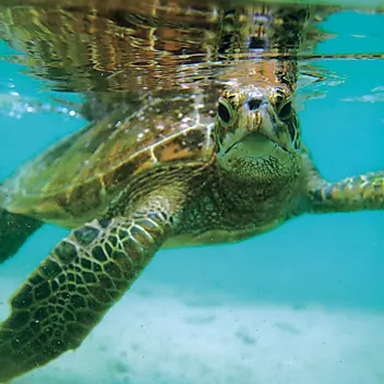 Tahiti und Gesellschaftsinseln-CG.N_Turtle_Moorea_3020.jpg