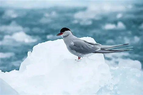 North-West region of Spitsbergen