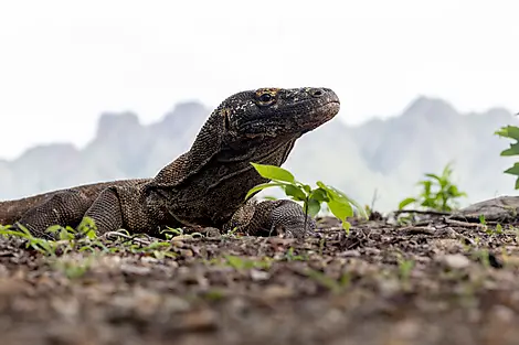 Indonesia’s sacred temples and natural sanctuaries-__0O5A6013_R091122_Komodo_Indonesie©PONANT-Julien-Fabr.jpg