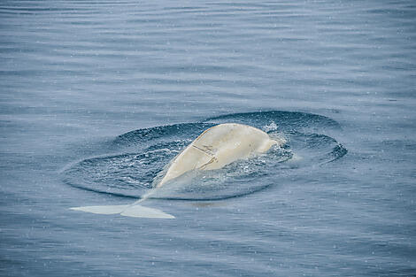 Prescott Island, Nunavut