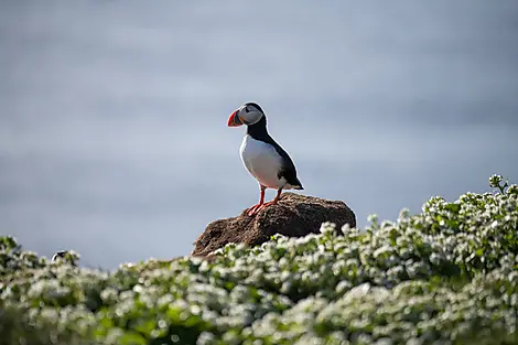 Wilde Landschaften in Schottland, auf den Färöer und Island-No-2187_E130622_Grimsey- Macareux-Islande©StudioPONANT-Doriane Letexier.JPEG