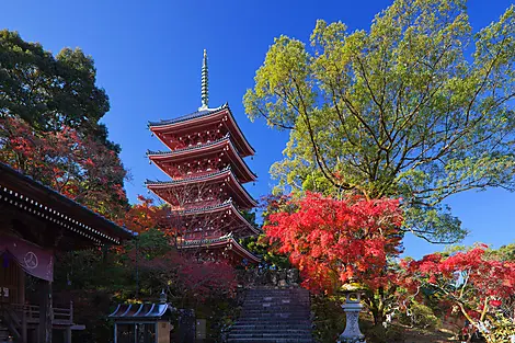 Odyssée au cœur des îles subtropicales du Japon-E4E51C_ ©StudioPONANT_Alamy.JPEG