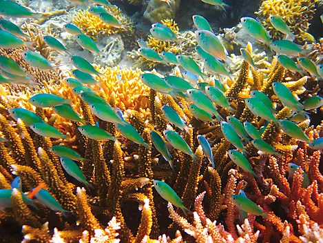 Des Fidji à la Micronésie-02-08-06-01-02-Istockphoto-Colorful_coral_reef-Mal.JPEG