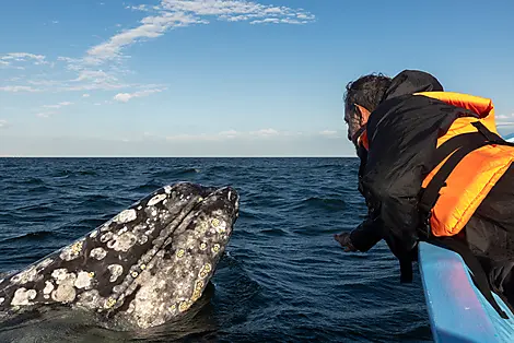 Exploration in the Heart of Baja California-IMGL3234_baleines_grises_guerrero_negro_reperage__guide_jose_observation_baja_california_┬®ponant_julien_fabro.jpg