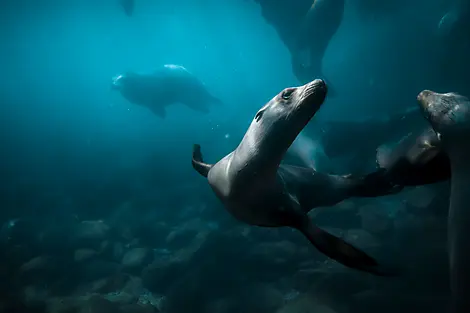 Exploration in the Heart of Baja California-IMGL6759_coronado_island_lions_de_mer_loreto_plage_baja_california_©PONANT_Julien Fabro.jpg