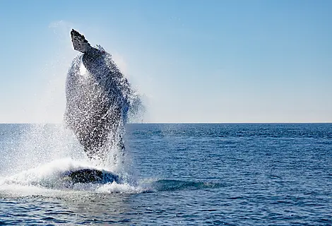 Exploration in the Heart of Baja California-0O5A0153_bahia_magdalena_baleine_bosse_reperage_baja_california_©PONANT-Julien Fabro.jpg