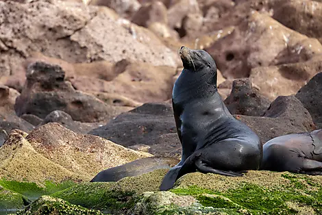 Exploration in the Heart of Baja California-0O5A6969_la_paz_los_islotes_baja_california_©PONANT_Julien Fabro.jpg