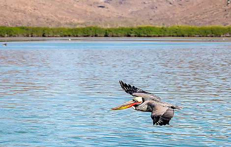 Exploration in the Heart of Baja California-0O5A7601_la_paz_ile_espuritu_santo_pelican_baja_california_©PONANT-Julien Fabro.jpg
