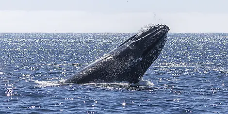 Baja and the Sea of Cortez: In Search of the Great Whales – with Smithsonian Journeys