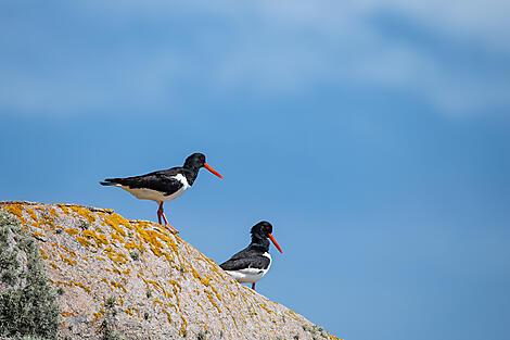 British archipelagos and Celtic shores-No-2197_BO020524_Tresco_Isles of Scilly_Eurasian oystercatcher©StudioPONANT_JoannaMarchi.JPG