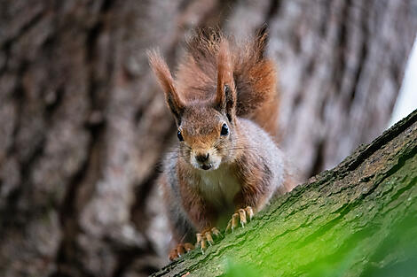 British archipelagos and Celtic shores-No-2209_BO020524_Tresco_Isles of Scilly_Red squirrel©StudioPONANT_JoannaMarchi.JPG