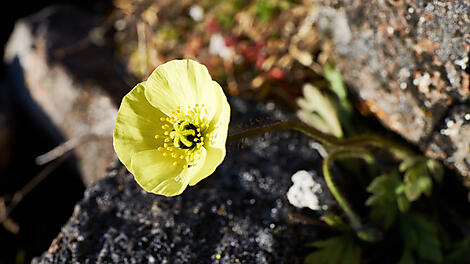 In the heart of the Northwest Passage-DSC00450_S210817_Kangerlussuaq-Kangerlussuaq©N.Dub.JPG