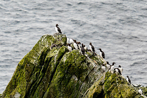 Legendary Lands and Northern Cities-No-2426_EC180524_Lerwick©StudioPONANT_ThibaultGarnier.jpg