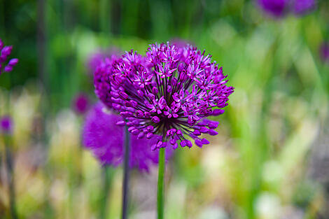 From Ireland to Scotland: A Journey through Celtic Lands-N°2128_EE110523_Fairlie_Honfleur©StudioPONANT_EmmyAPOUX.jpg