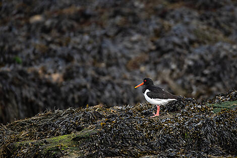 From Ireland to Scotland: A Journey through Celtic Lands-No-2041_BO090524_Douglas_Isle of Man_Oystercatcher©StudioPONANT_JoannaMarchi.JPG