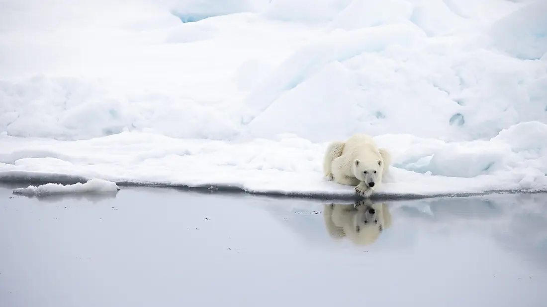 Northeast Greenland's unexplored sea ice
