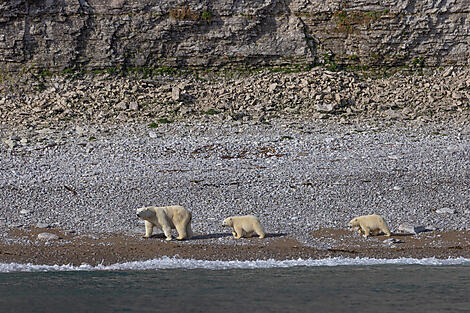 Wilderness from Greenland to the East Coast of Canada-26_RN025-O070922_Polar-bear-mother-and-cubs-on-Akpatok-Island-Canada-NW-Passage©PONANT-Photo-Ambassa.JPEG
